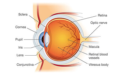 Ask an Optometrist to Improve Your Eye-Q!